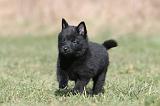 SCHIPPERKE 370